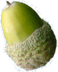 Image of a acorn.