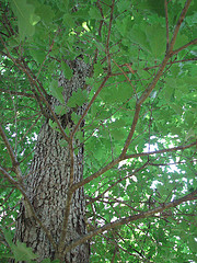 Image of large oak tree.